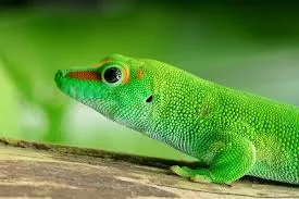 gecko bild