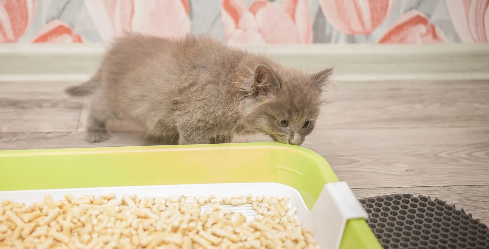 grey-kitten-sniffing-their-litter-tray